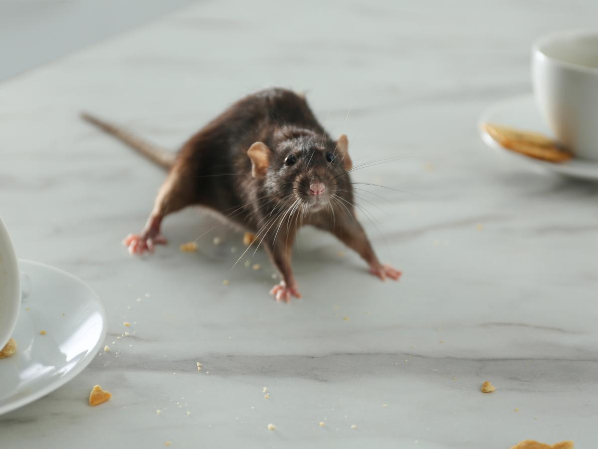 Exterminator near me in North Garden, VA by Modern Pest Solutions, using eco-friendly methods for safe pest removal