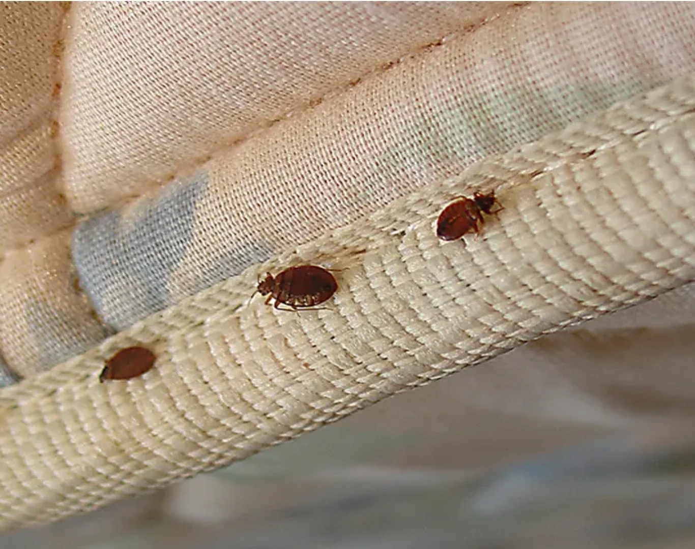 Bed bug extermination team in Waynesboro, VA near me.