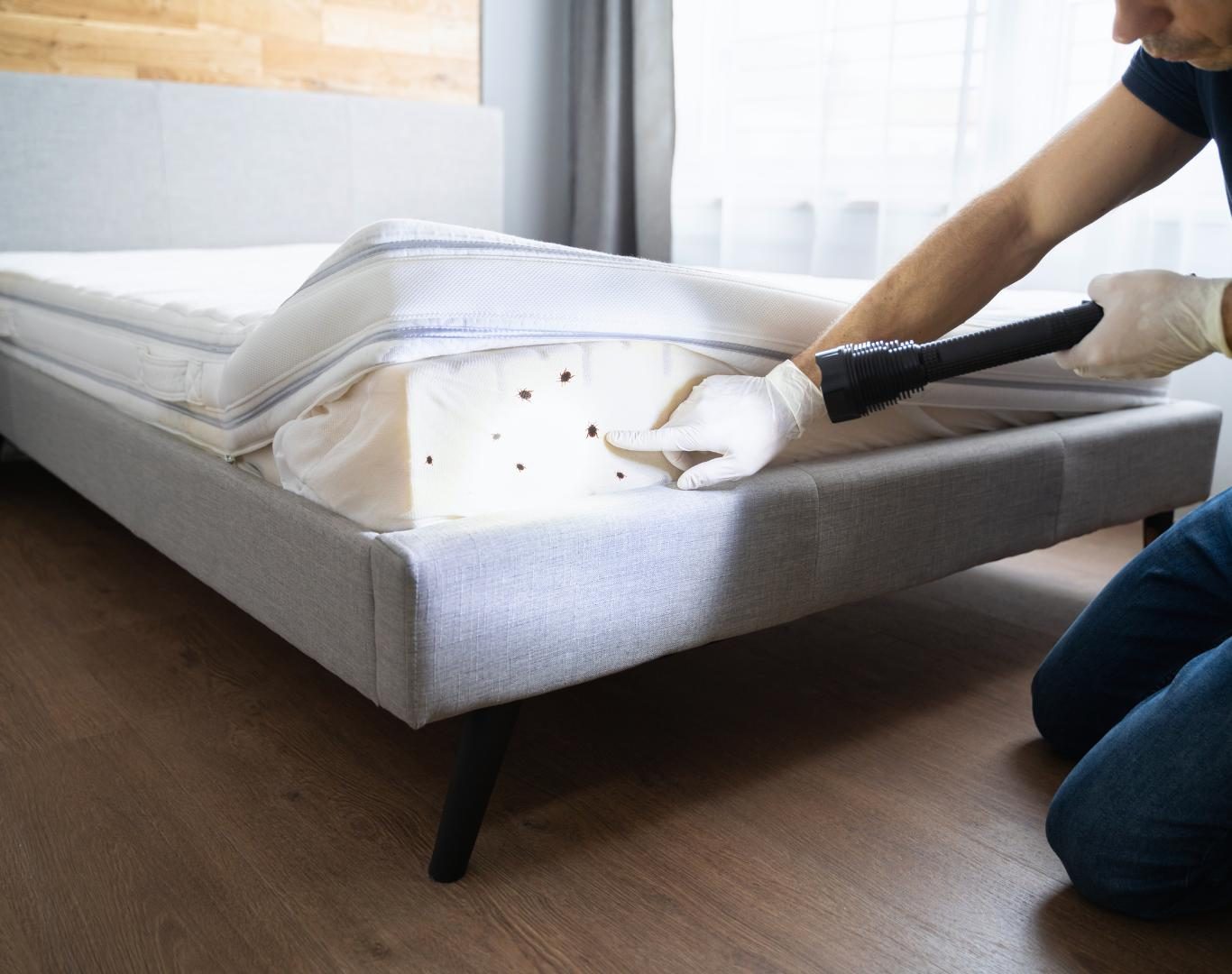 Bed bug extermination in Crozet, VA by Modern Pest Solutions, providing effective and eco-friendly pest removal for homes