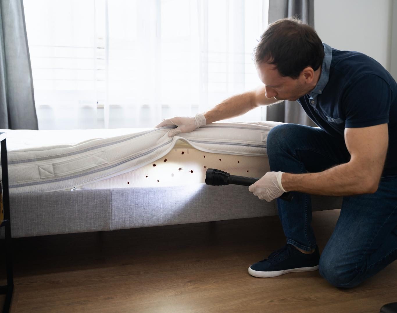 Bed bug extermination services in Ivy, VA by Modern Pest Solutions, ensuring long-lasting protection for homes and businesses