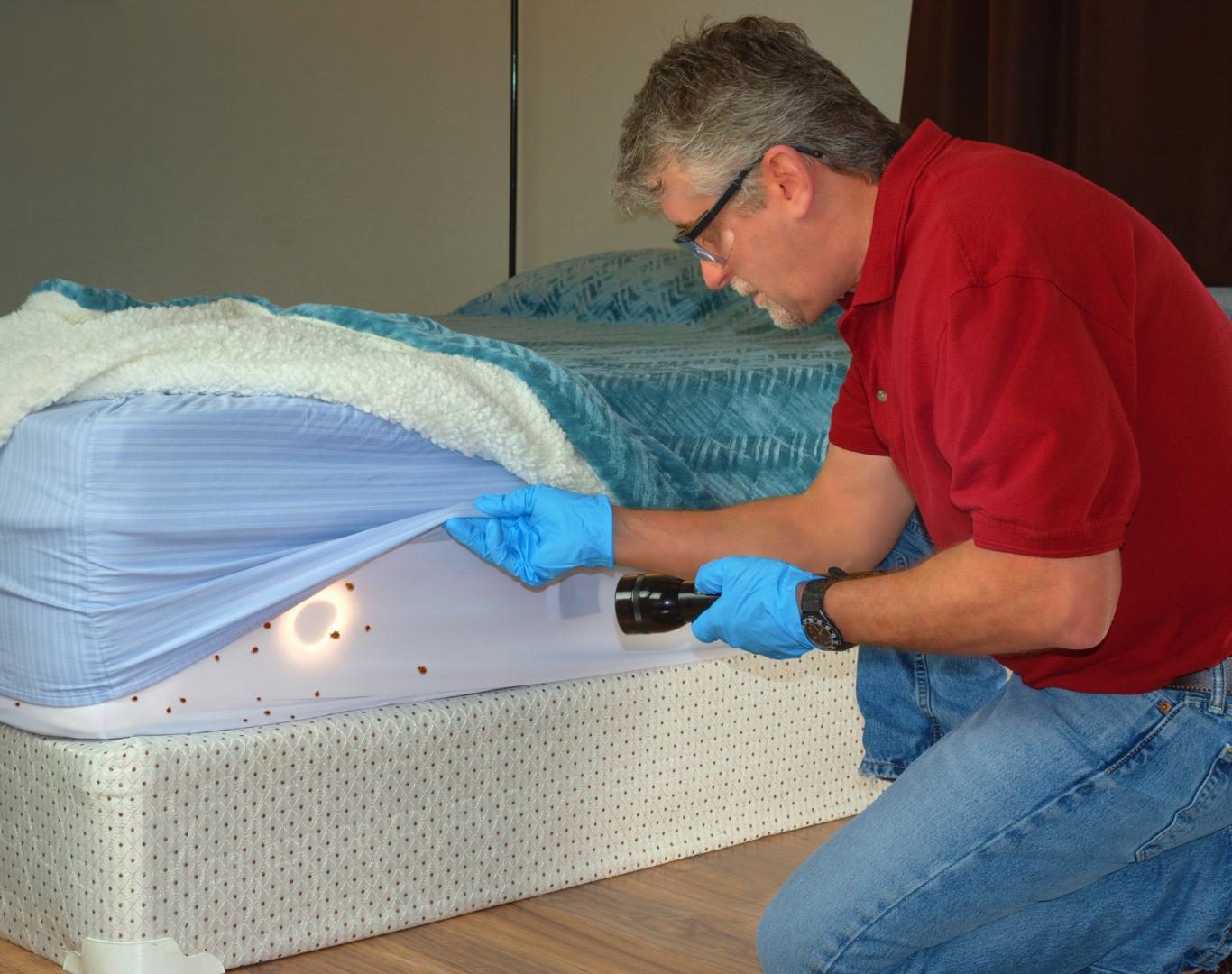 Bed bug extermination services in Staunton, VA by Modern Pest Solutions, ensuring long-term relief from infestations