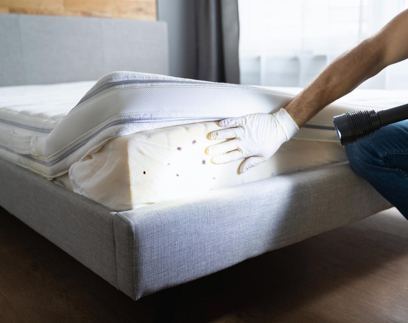 Bed bug exterminator near me in Batesville, VA by Modern Pest Solutions, using eco-friendly methods to eliminate bed bug infestations