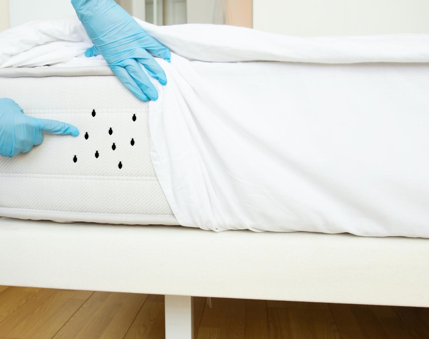 Bed bug exterminator near me in Fishersville, VA by Modern Pest Solutions, offering eco-friendly and safe treatments