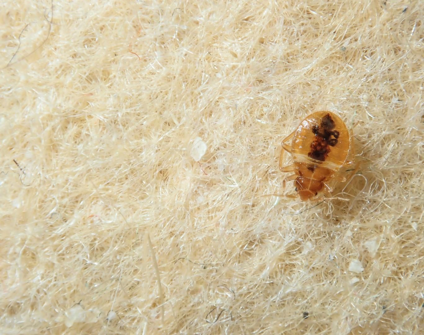 Bed bug exterminator near me in Staunton, VA by Modern Pest Solutions, offering safe and effective pest solutions