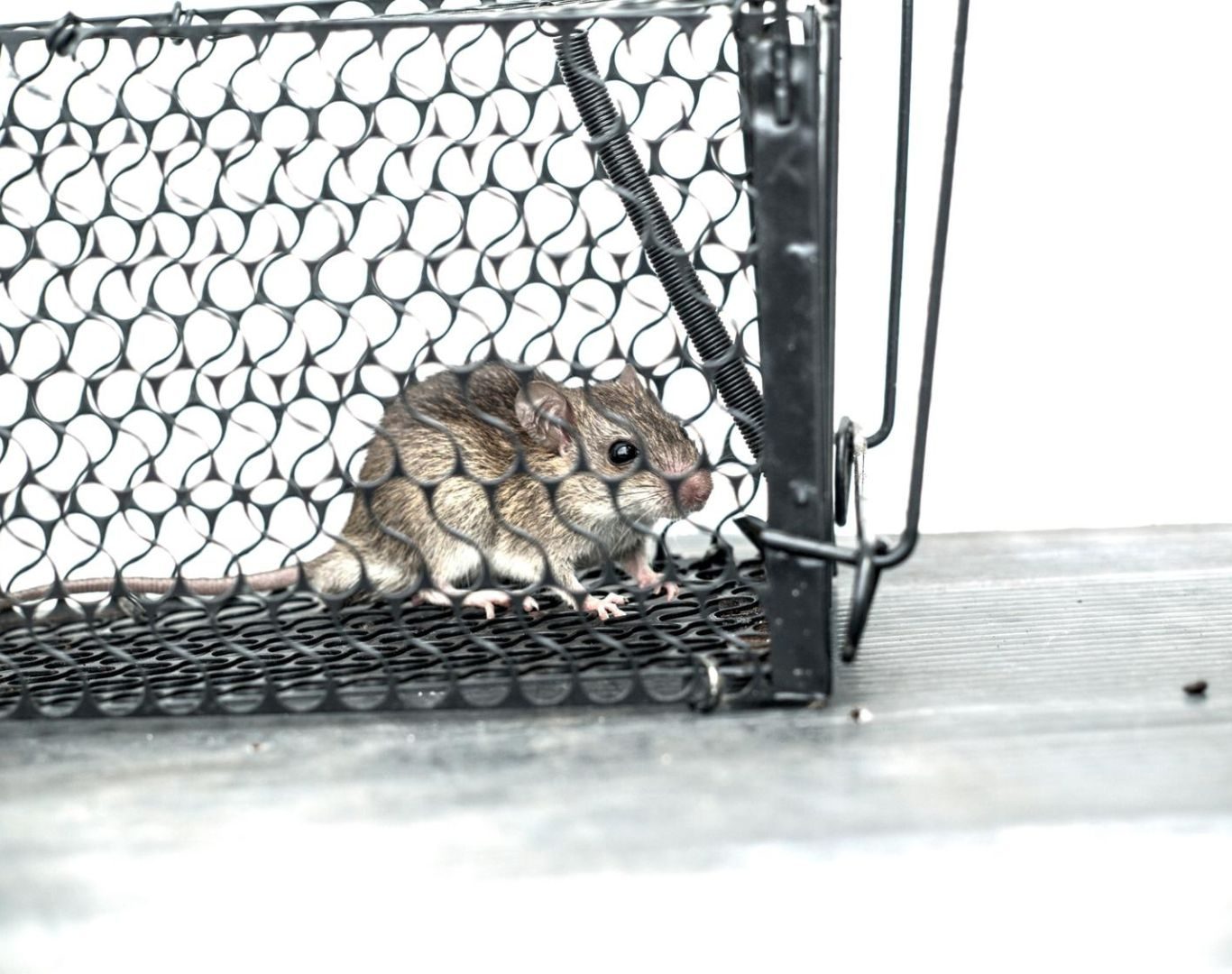 Exterminator in Staunton, VA by Modern Pest Solutions, delivering professional pest removal with long-lasting results