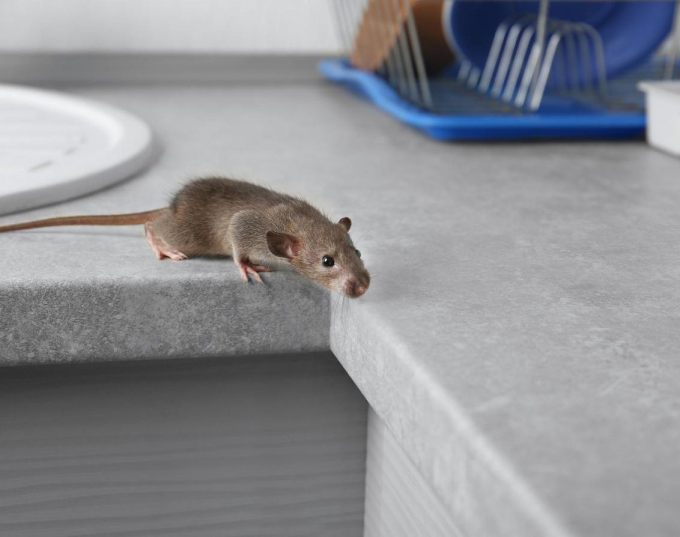 Exterminator near me in Crozet, VA by Modern Pest Solutions, delivering eco-safe pest control with fast response times