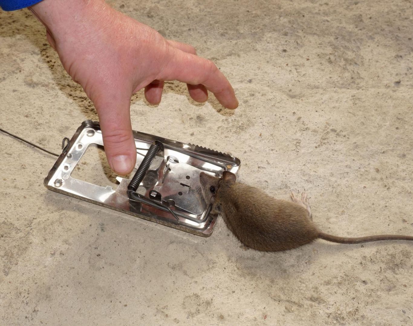 Exterminator near me in Ivy, VA by Modern Pest Solutions, using eco-friendly pest treatments for fast relief
