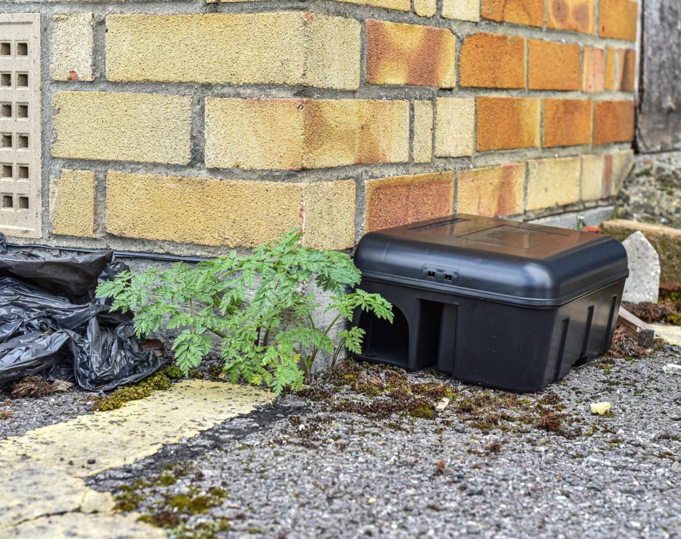 Exterminator services in Faber, VA by Modern Pest Solutions, protecting homes from pests year-round with expert solutions