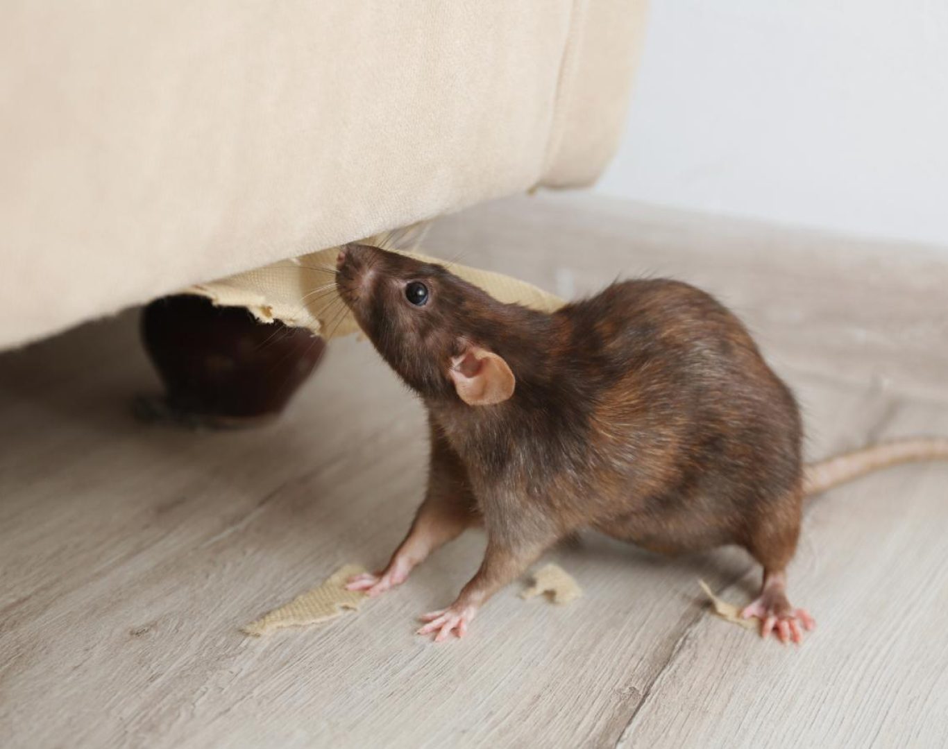 Exterminator services in Roseland, VA by Modern Pest Solutions, delivering complete pest elimination and prevention