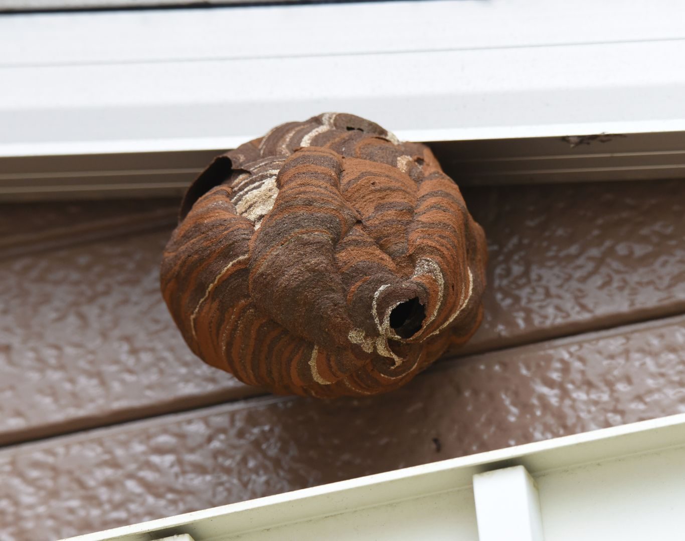 Hornet removal in Crozet, VA by Modern Pest Solutions, providing safe and professional hornet nest removal for homes
