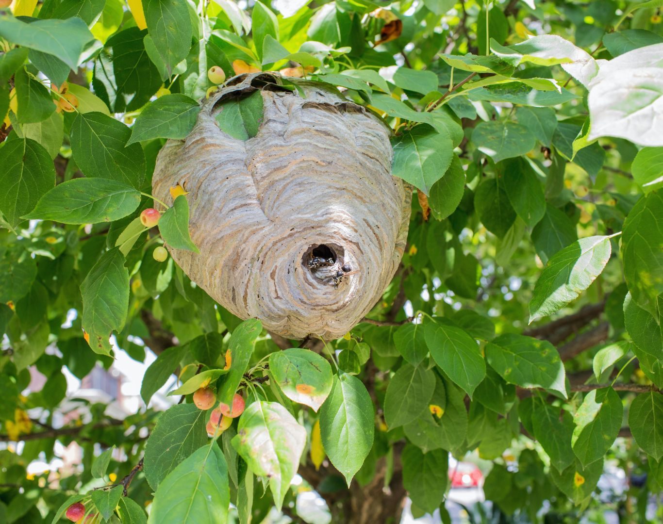 Hornet removal in Faber, VA by Modern Pest Solutions, providing safe and effective hornet nest removal for residential properties