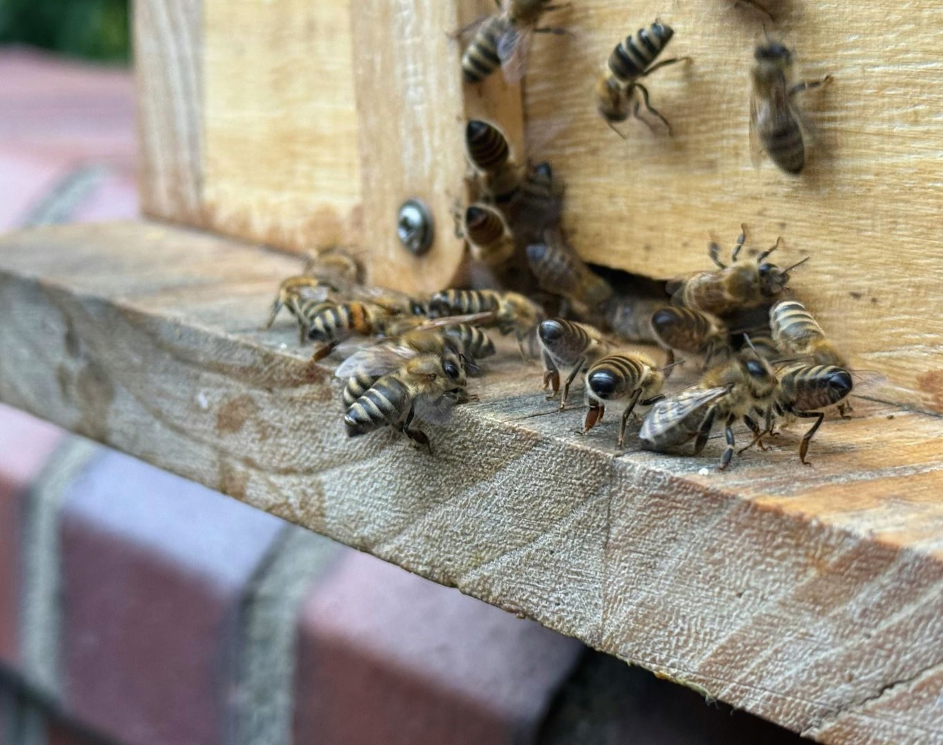 Hornet removal in Fishersville, VA by Modern Pest Solutions, providing safe and professional nest removal for homes