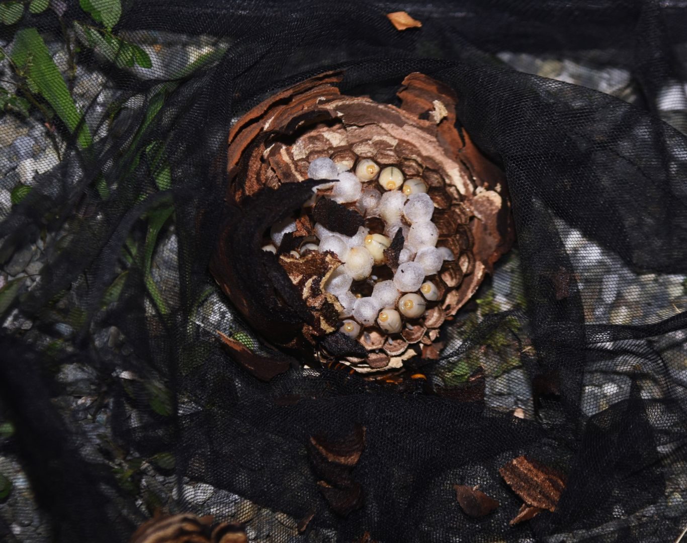 Hornet removal in Lyndhurst, VA by Modern Pest Solutions, providing safe and professional hornet nest removal for homes