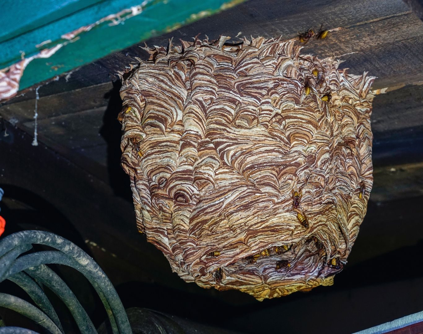 Hornet removal near me in Afton, VA by Modern Pest Solutions, using professional methods to remove hornet nests safely