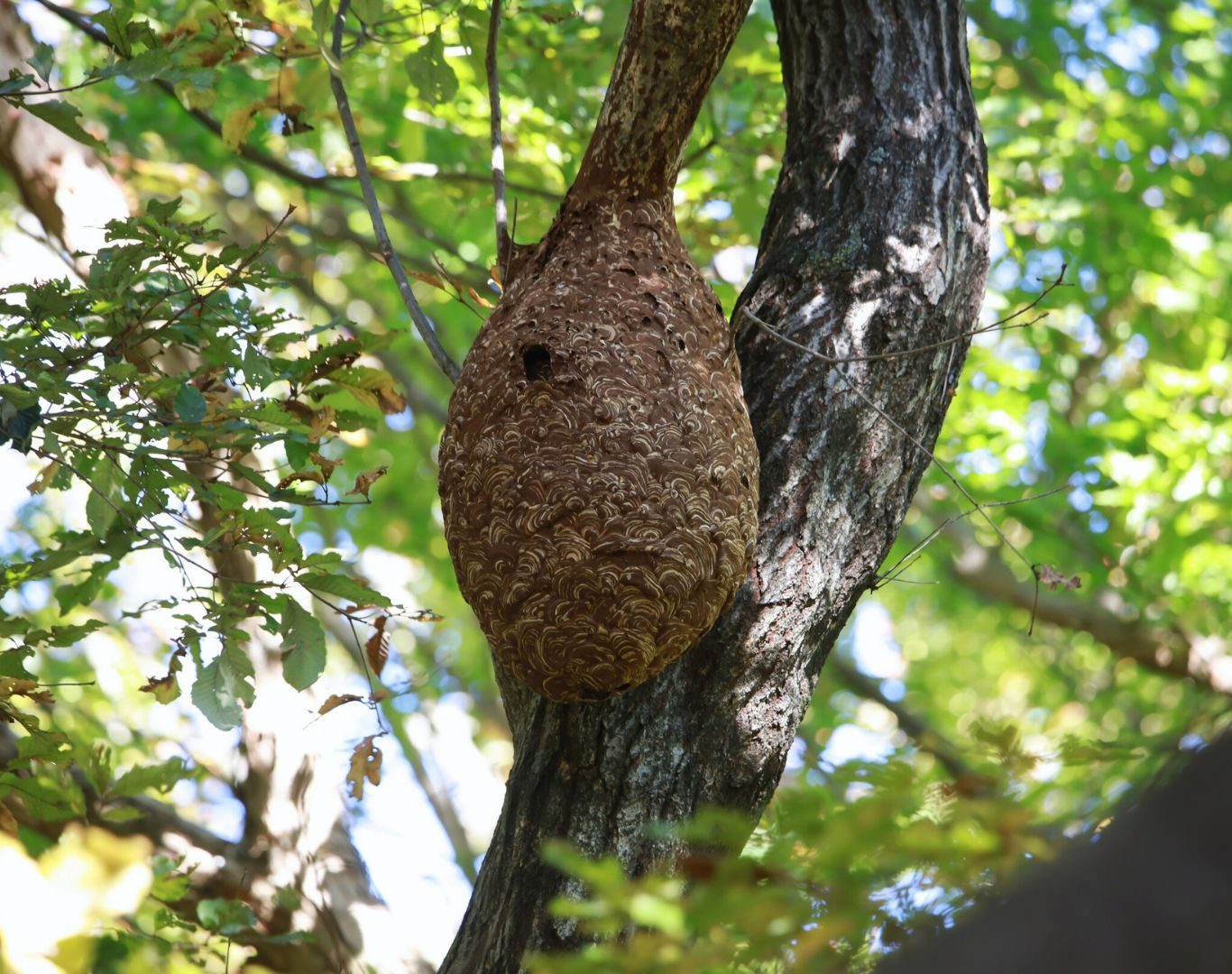 Hornet removal near me in Charlottesville, VA by Modern Pest Solutions, using professional techniques to eliminate hornet infestations quickly and safely