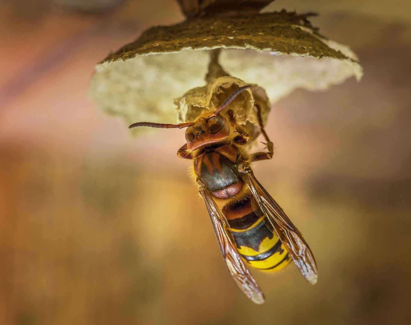 Hornet removal near me in Faber, VA by Modern Pest Solutions, using professional pest control methods to eliminate hornet infestations
