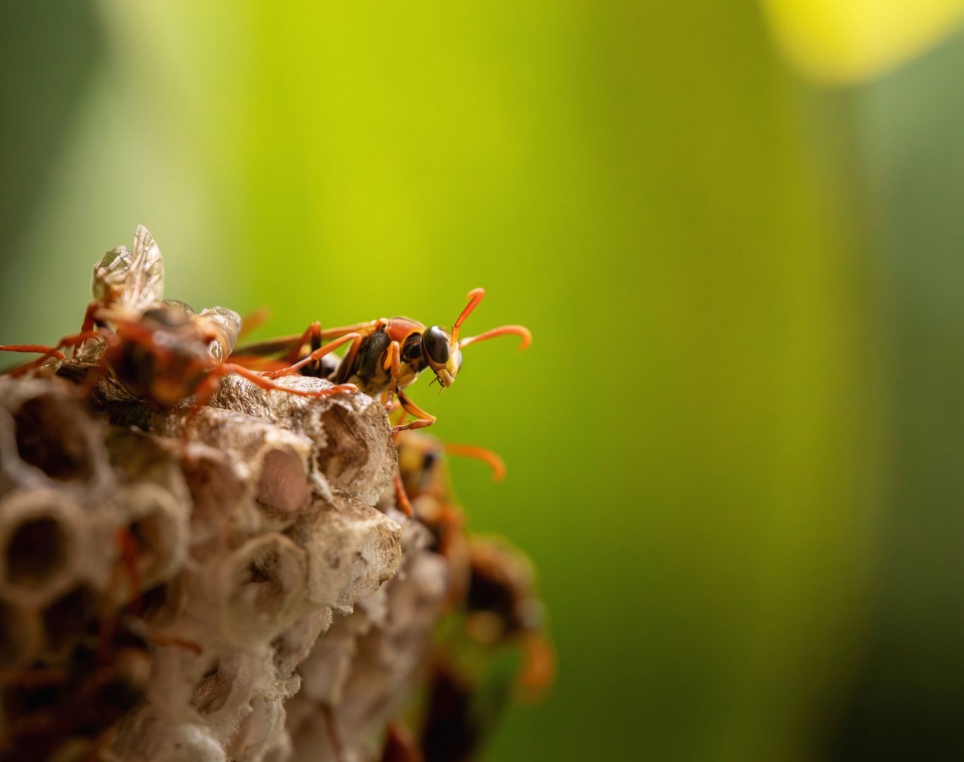 Hornet removal near me in Stuarts Draft, VA by Modern Pest Solutions, using professional equipment to eliminate hornet nests safely