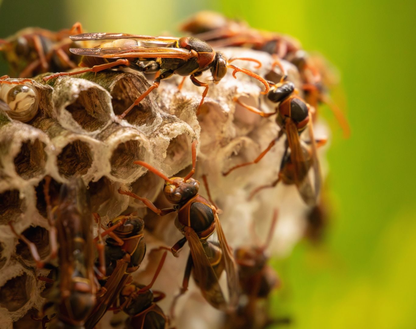 Hornet removal services in Faber, VA by Modern Pest Solutions, delivering reliable hornet control and complete nest removal solutions