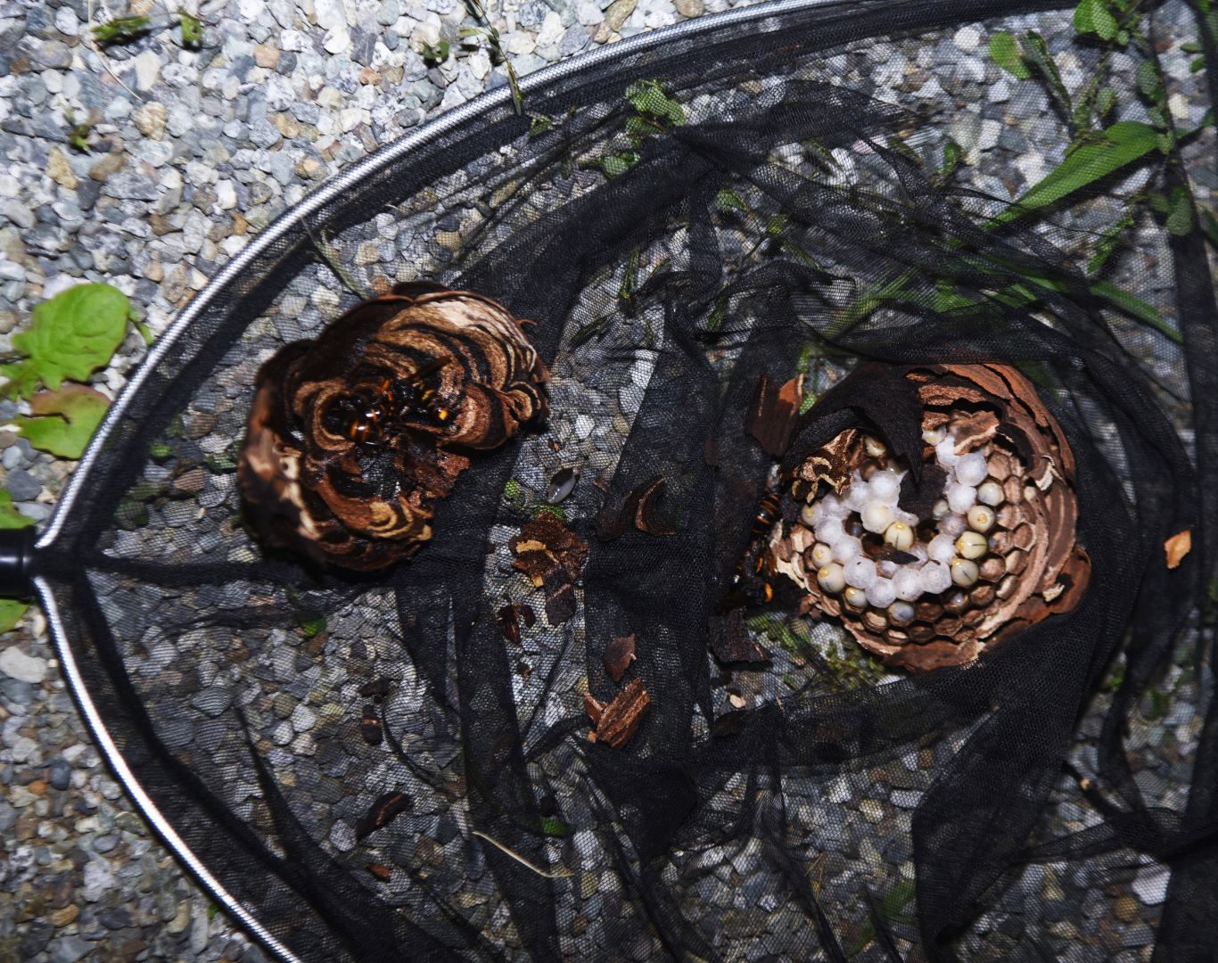 Hornet removal services in Fishersville, VA by Modern Pest Solutions, ensuring complete and reliable hornet nest removal