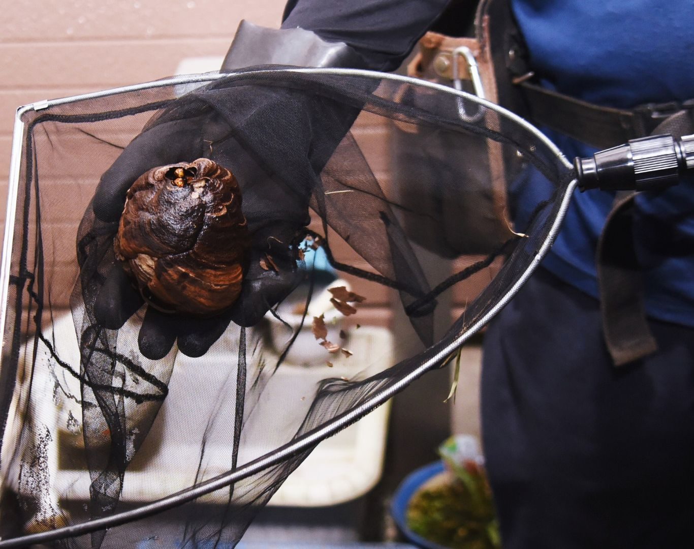 Hornet removal services in Lyndhurst, VA by Modern Pest Solutions, delivering reliable and effective hornet control for residential properties