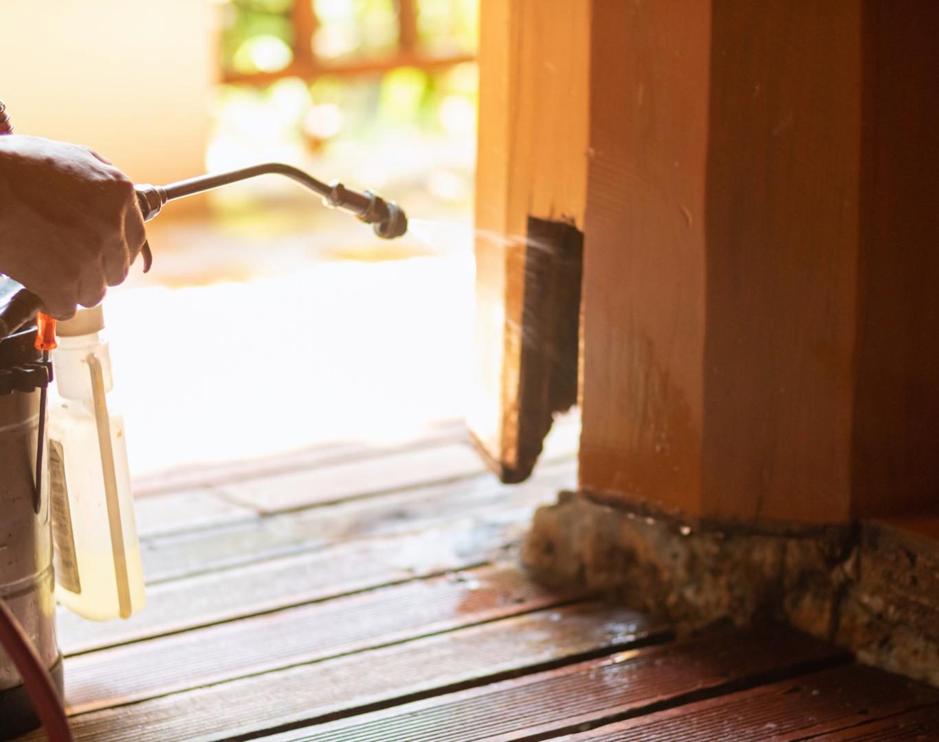 Pest control services in Charlottesville, VA by Modern Pest Solutions, ensuring long-lasting protection against pests