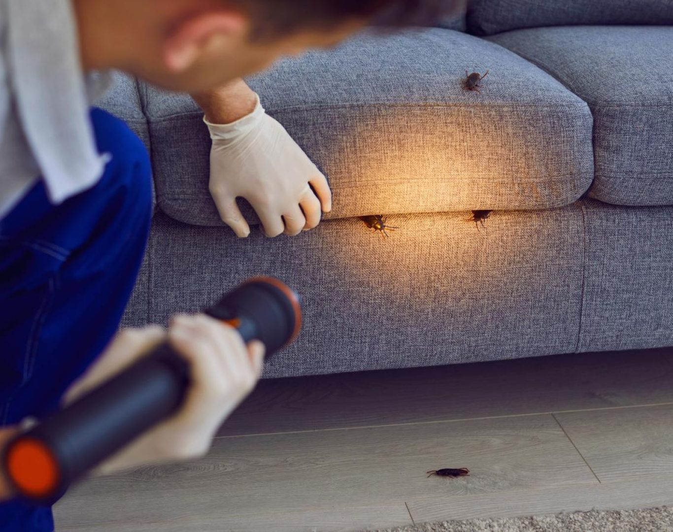 Pest control services in Faber, VA by Modern Pest Solutions, ensuring long-term pest prevention and property protection