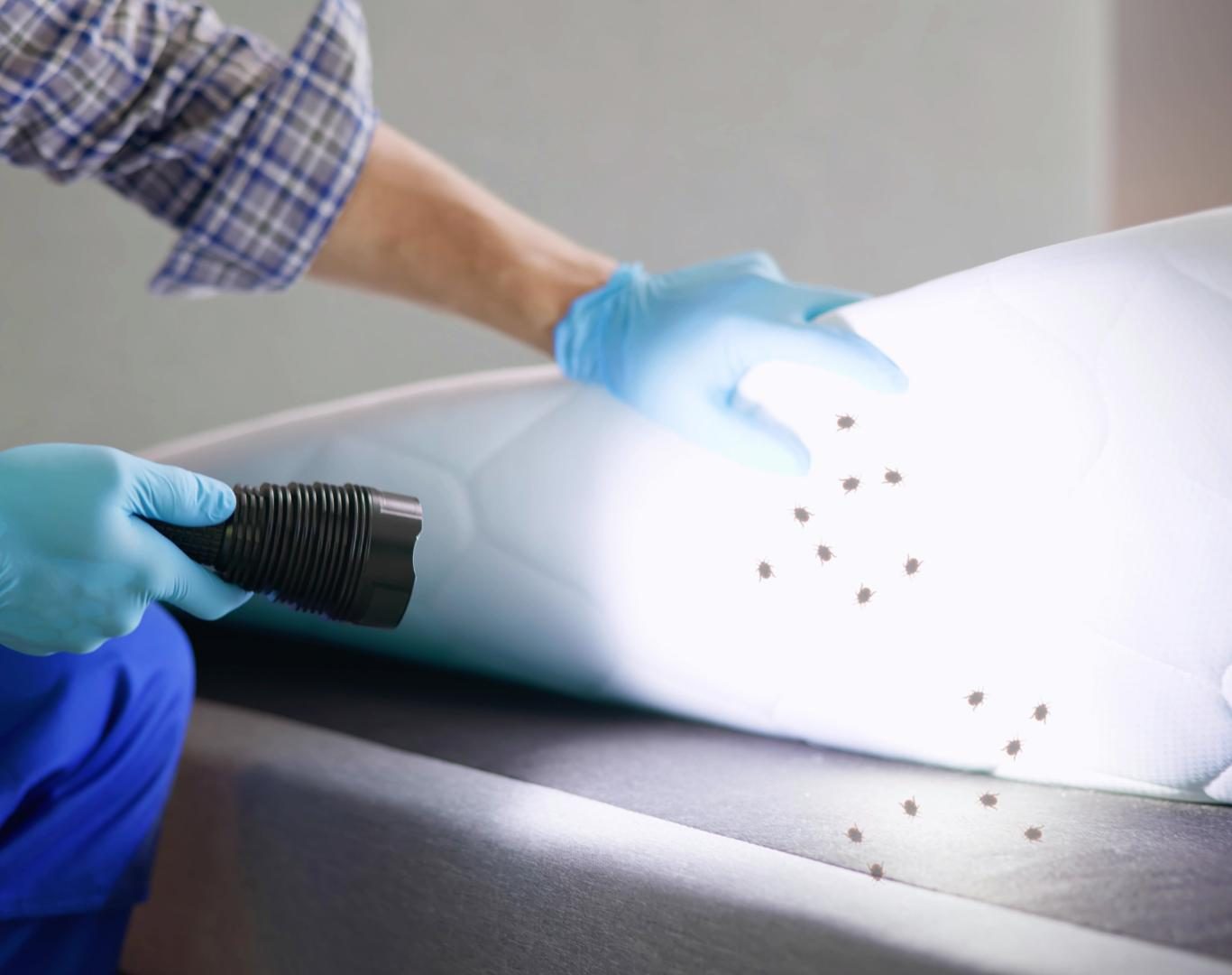 Professional pest control in Afton, VA