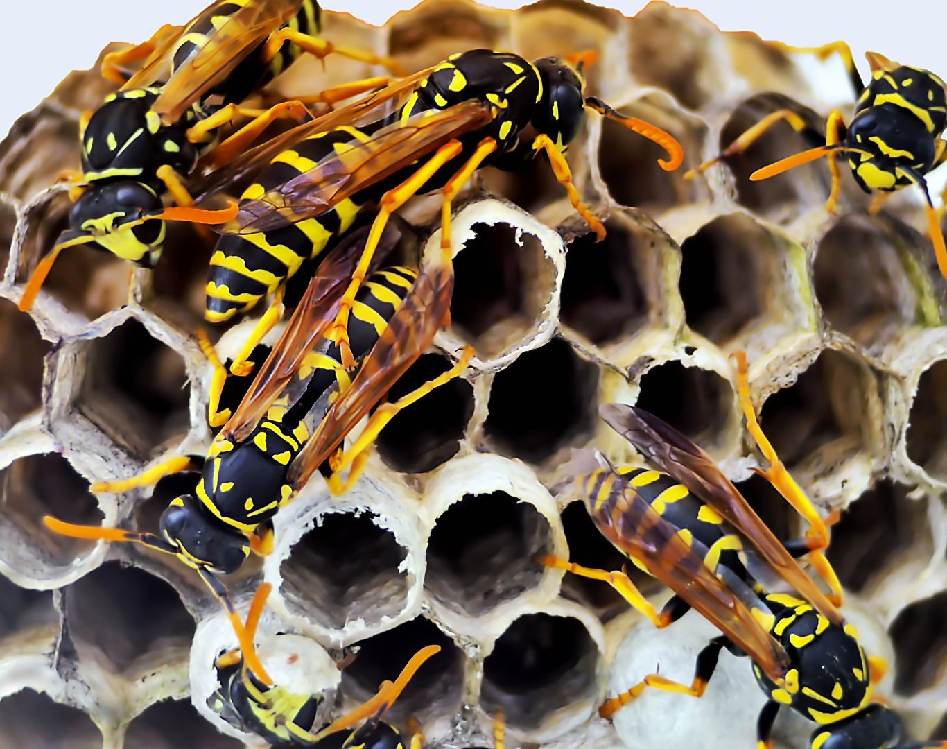 Yellow jacket removal in Afton, VA by Modern Pest Solutions, providing professional nest removal for homes and businesses