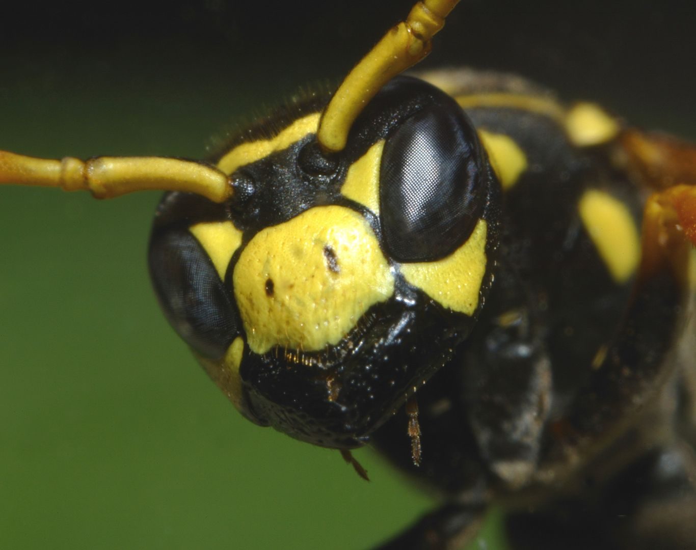 Yellow jacket removal in Fishersville, VA by Modern Pest Solutions, providing professional nest removal for residential properties