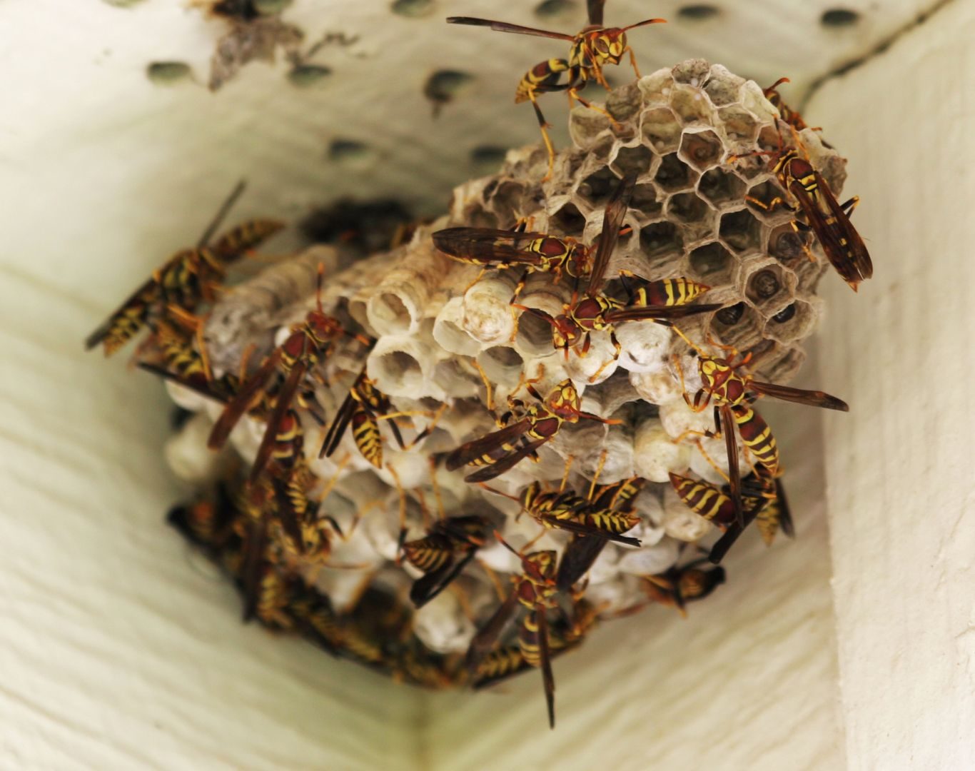 Yellow jacket removal in Nellysford, VA by Modern Pest Solutions, providing professional nest removal for residential and commercial properties
