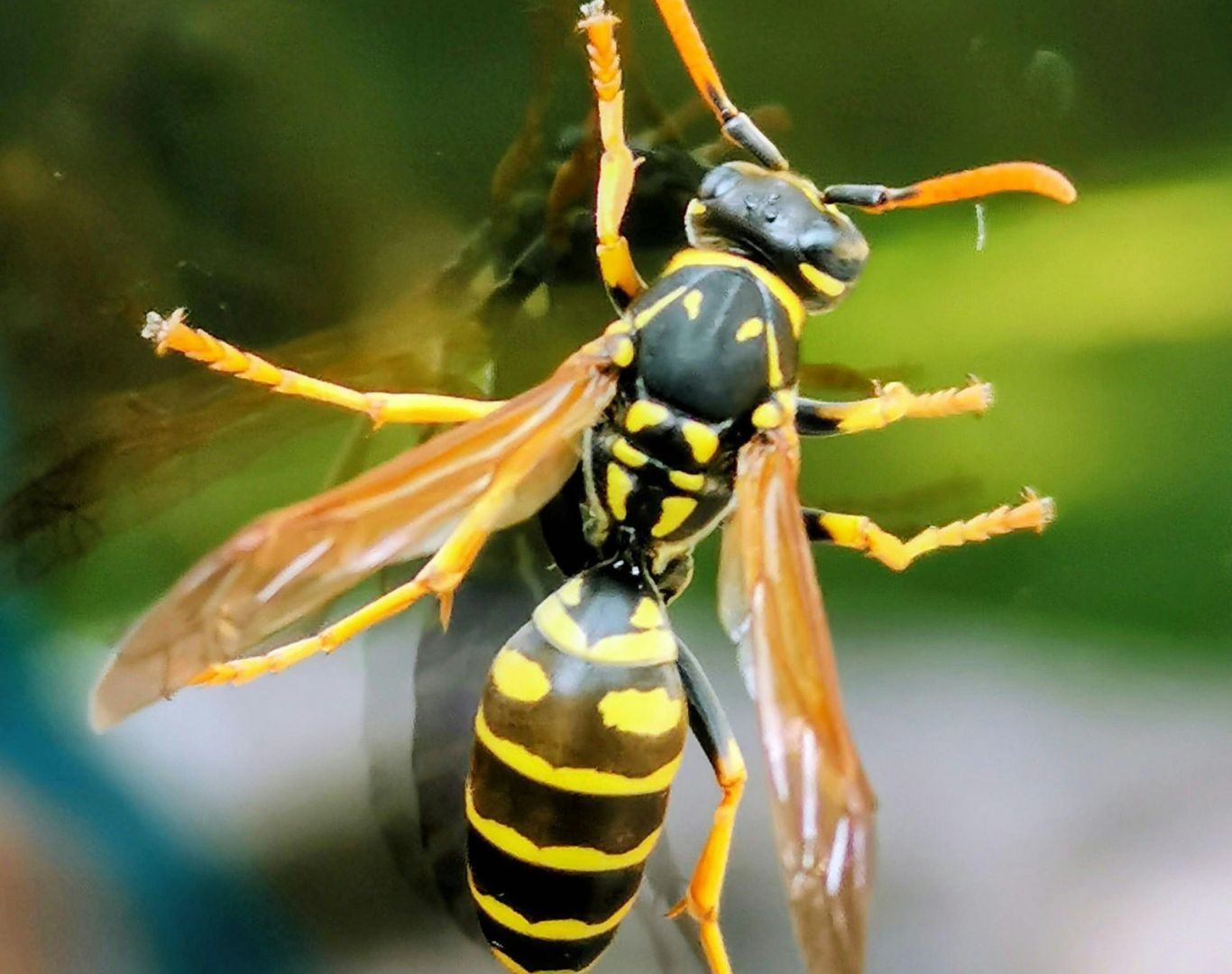 Yellow jacket removal in Staunton, VA by Modern Pest Solutions, providing safe and effective yellow jacket nest removal for residential and commercial properties