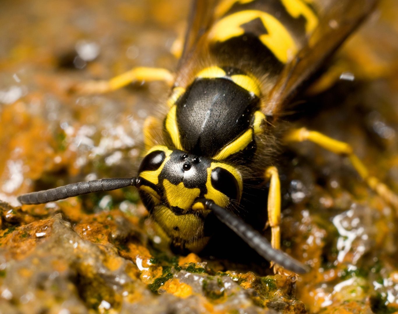 Yellow jacket removal in Stuarts Draft, VA by Modern Pest Solutions, providing professional nest removal for homes and businesses