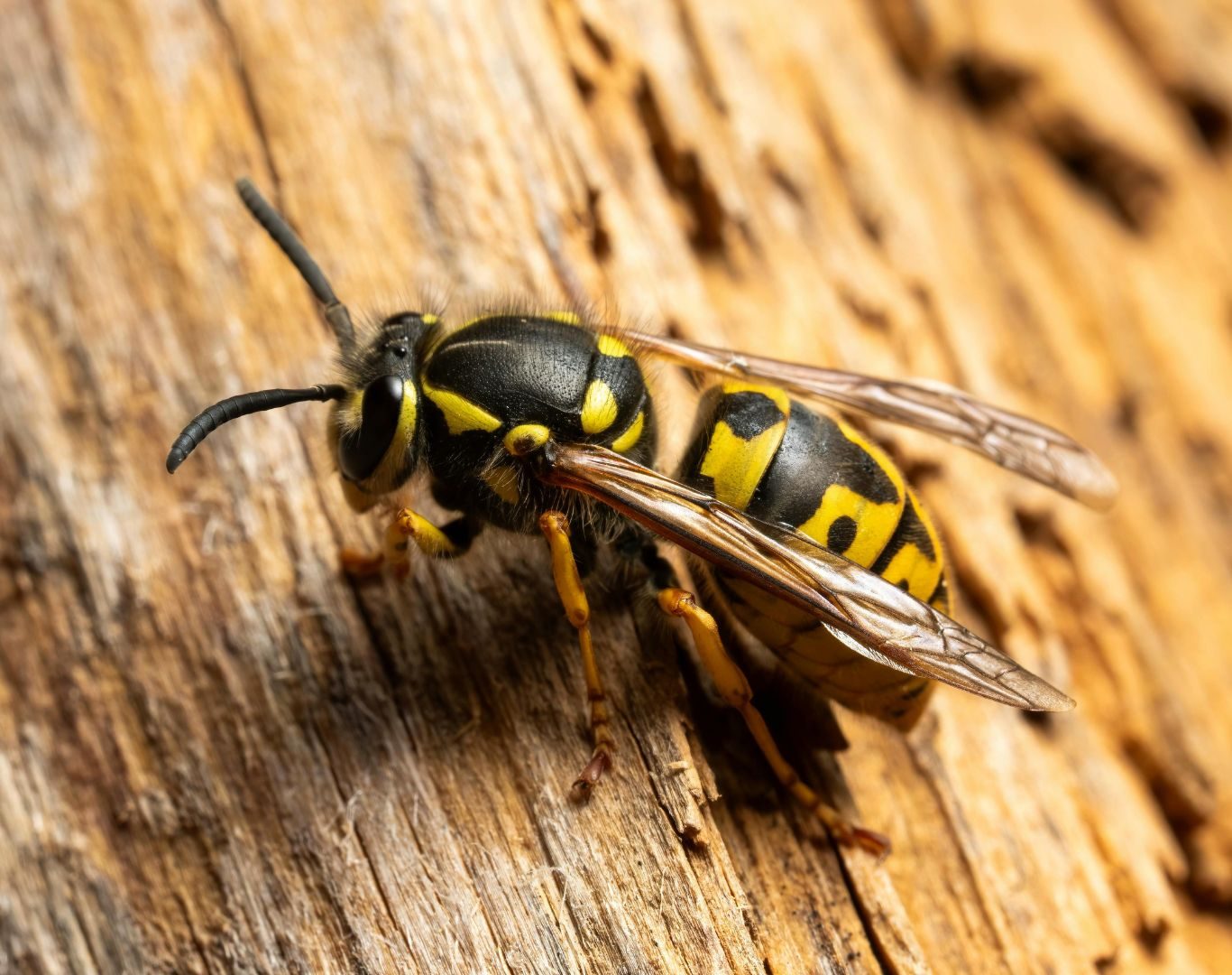 Yellow jacket removal in Waynesboro, VA by Modern Pest Solutions, providing safe and effective yellow jacket nest removal for homes and businesses