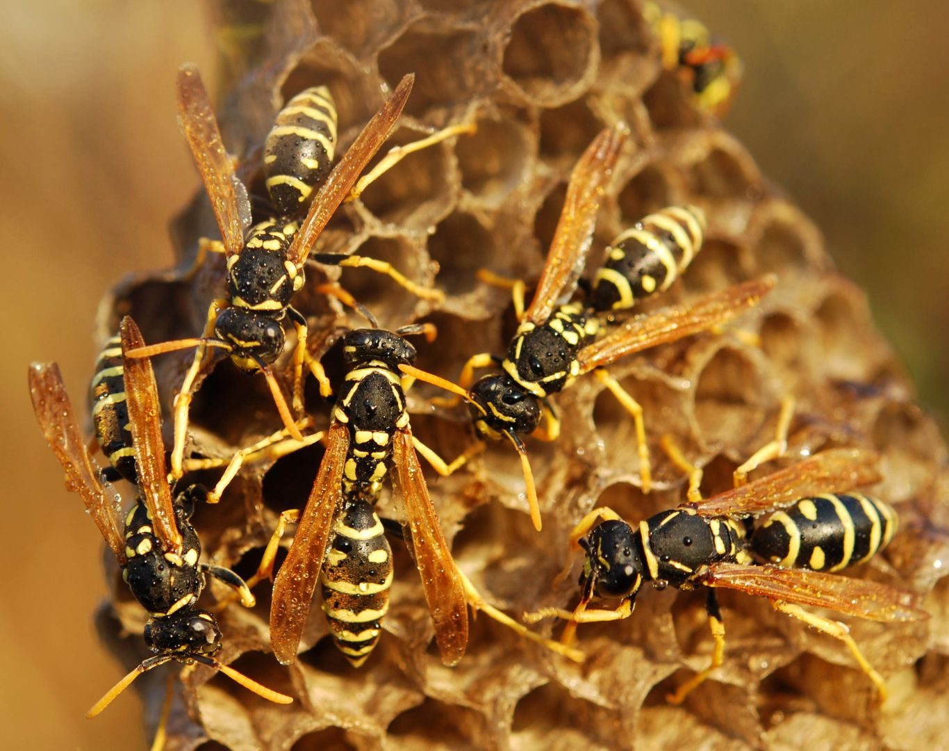 Yellow jacket removal in Wintergreen, VA by Modern Pest Solutions, providing professional nest removal for residential and commercial properties
