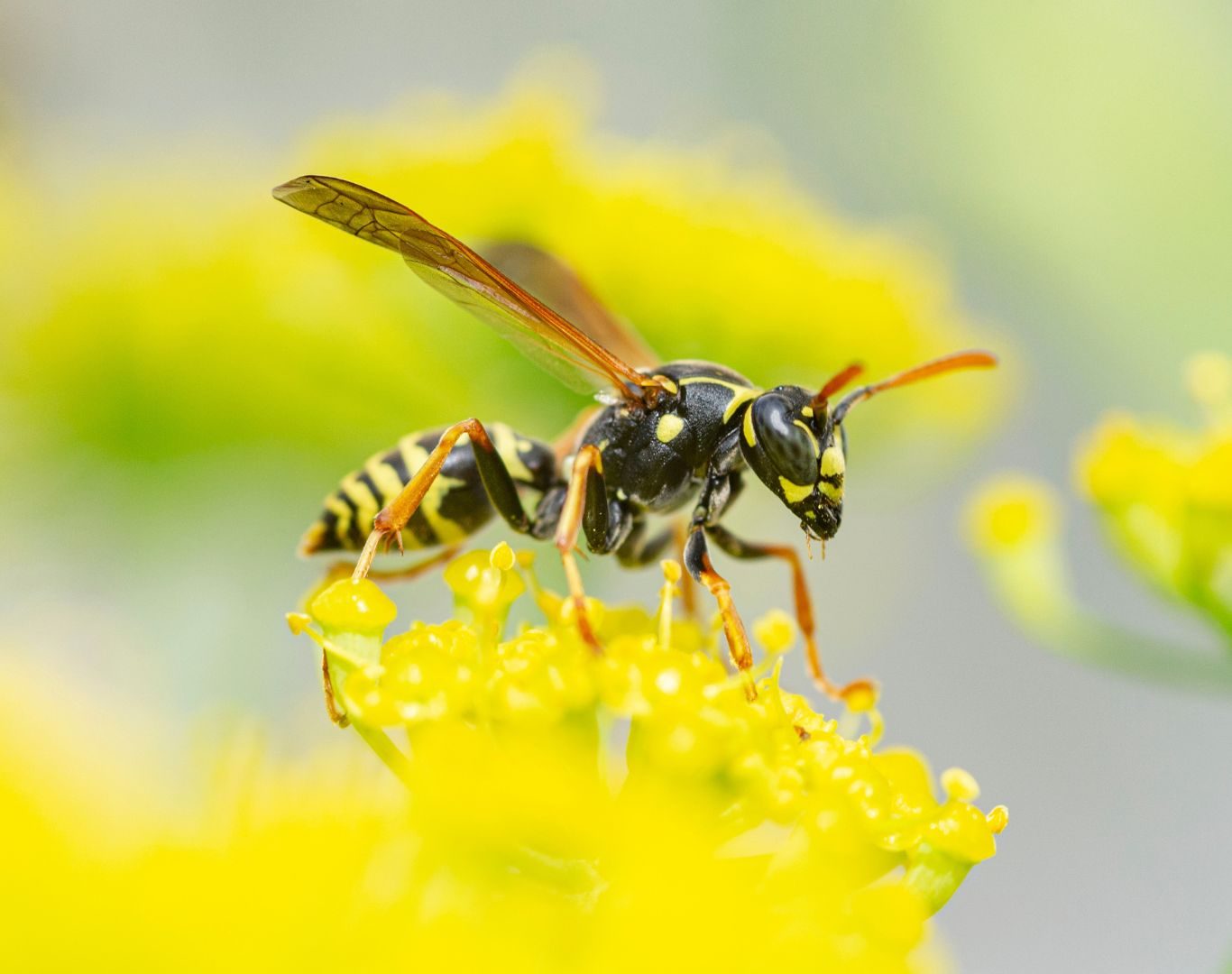 Yellow jacket removal near me in Nellysford, VA by Modern Pest Solutions, addressing active colonies around yards, structures, and outdoor spaces