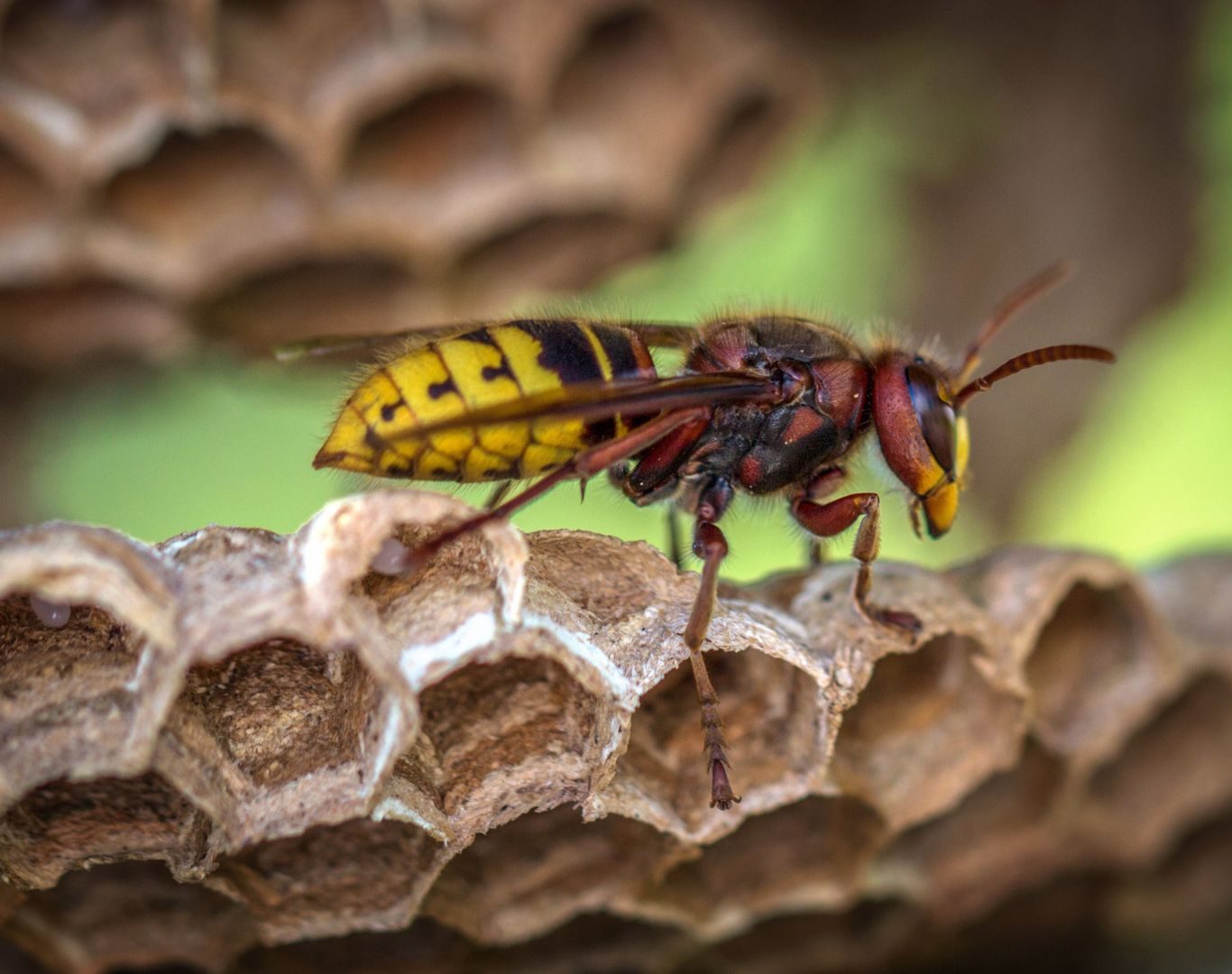 Yellow jacket removal services in Stuarts Draft, VA by Modern Pest Solutions, helping protect properties with thorough nest removal and pest control