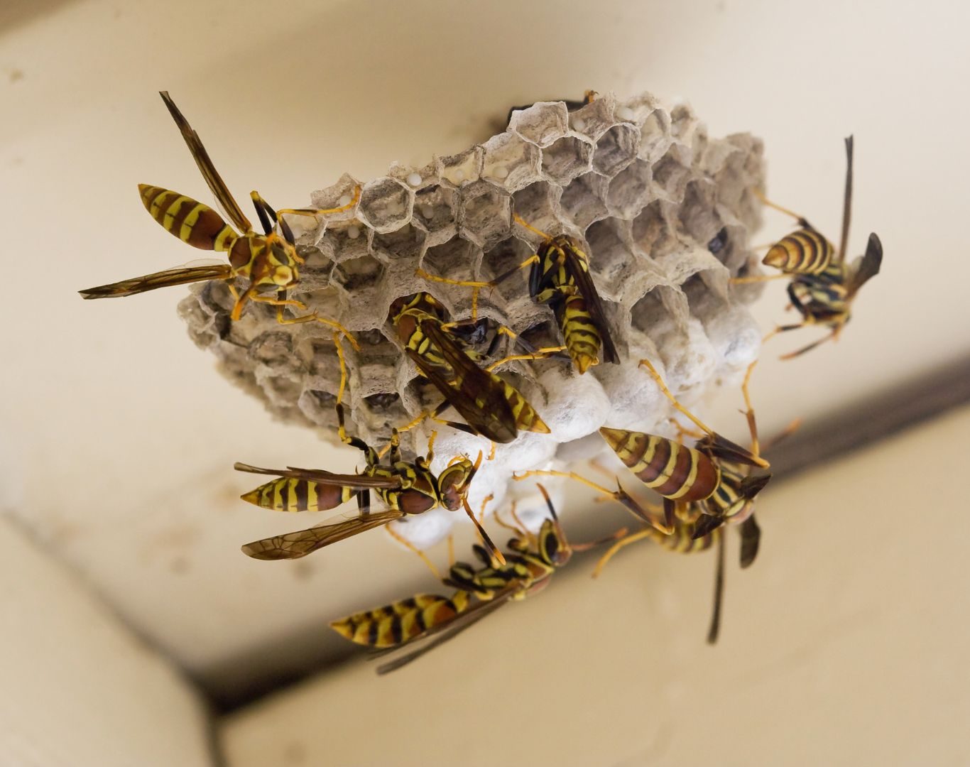 Yellow jacket removal services in Afton, VA by Modern Pest Solutions, helping protect residential and commercial spaces with thorough nest control