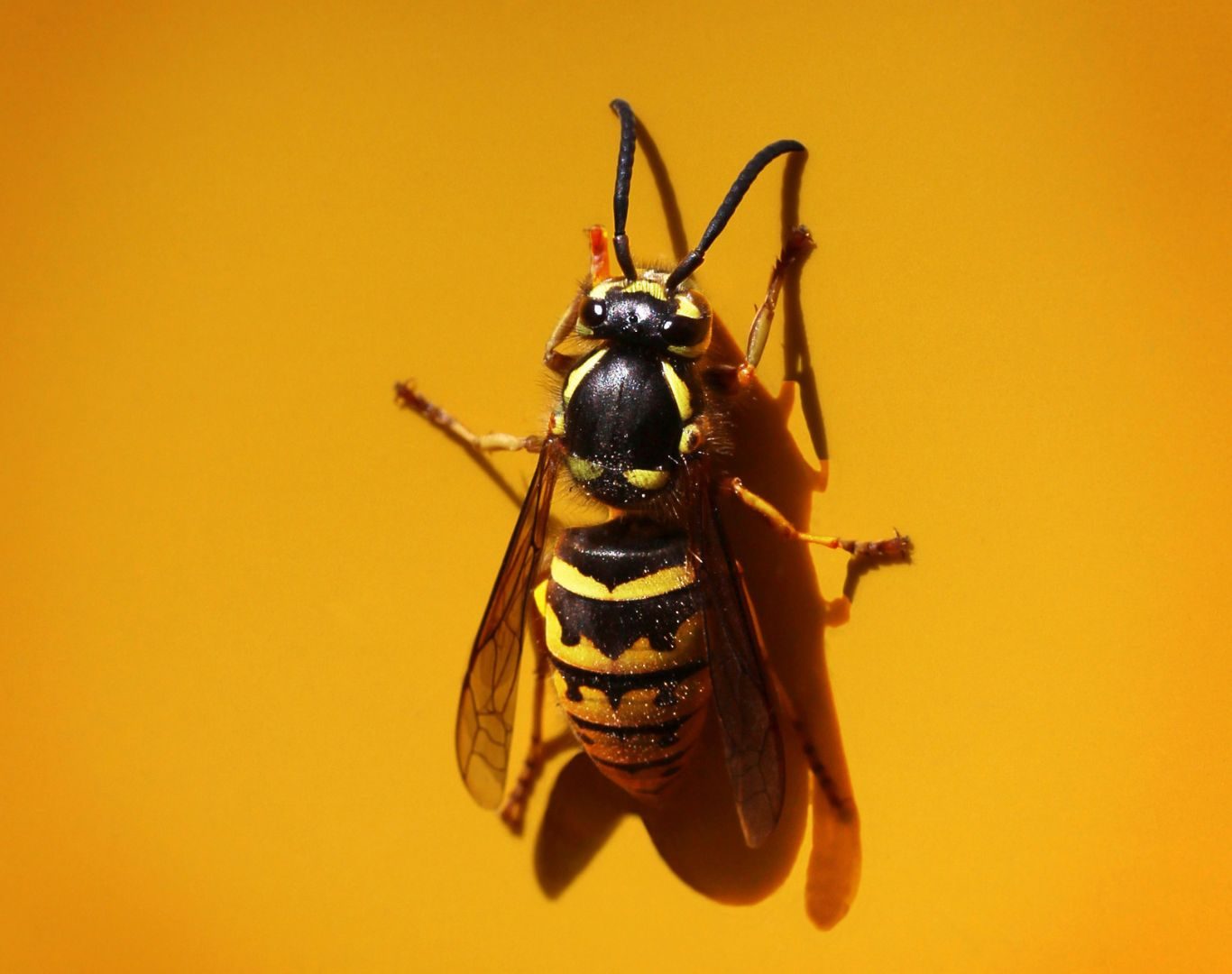 Yellow jacket removal services in Fishersville, VA by Modern Pest Solutions, helping protect homes and businesses with reliable nest control