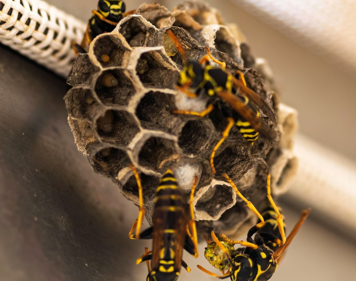 Yellow jacket removal services in Nellysford, VA by Modern Pest Solutions, helping protect local properties with thorough nest control and pest management
