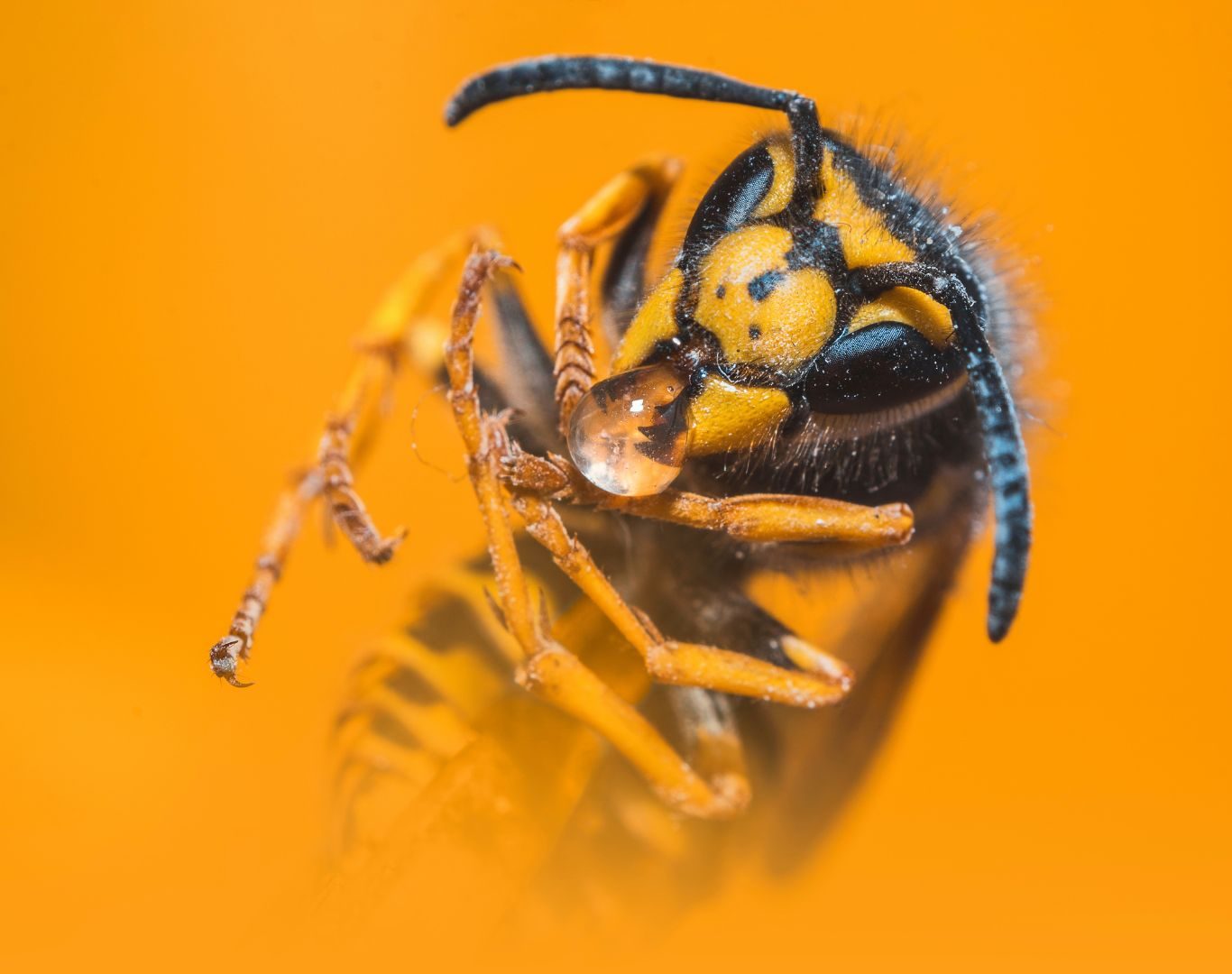 Yellow jacket removal services in Waynesboro, VA by Modern Pest Solutions, delivering reliable yellow jacket control and complete nest removal