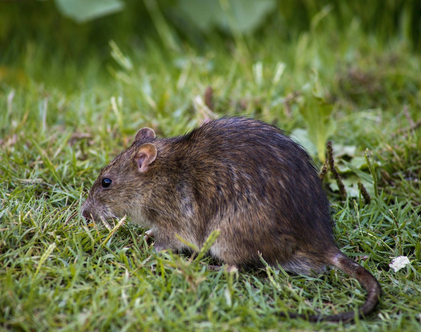 Rodent control team in Waynesboro, VA near me.
