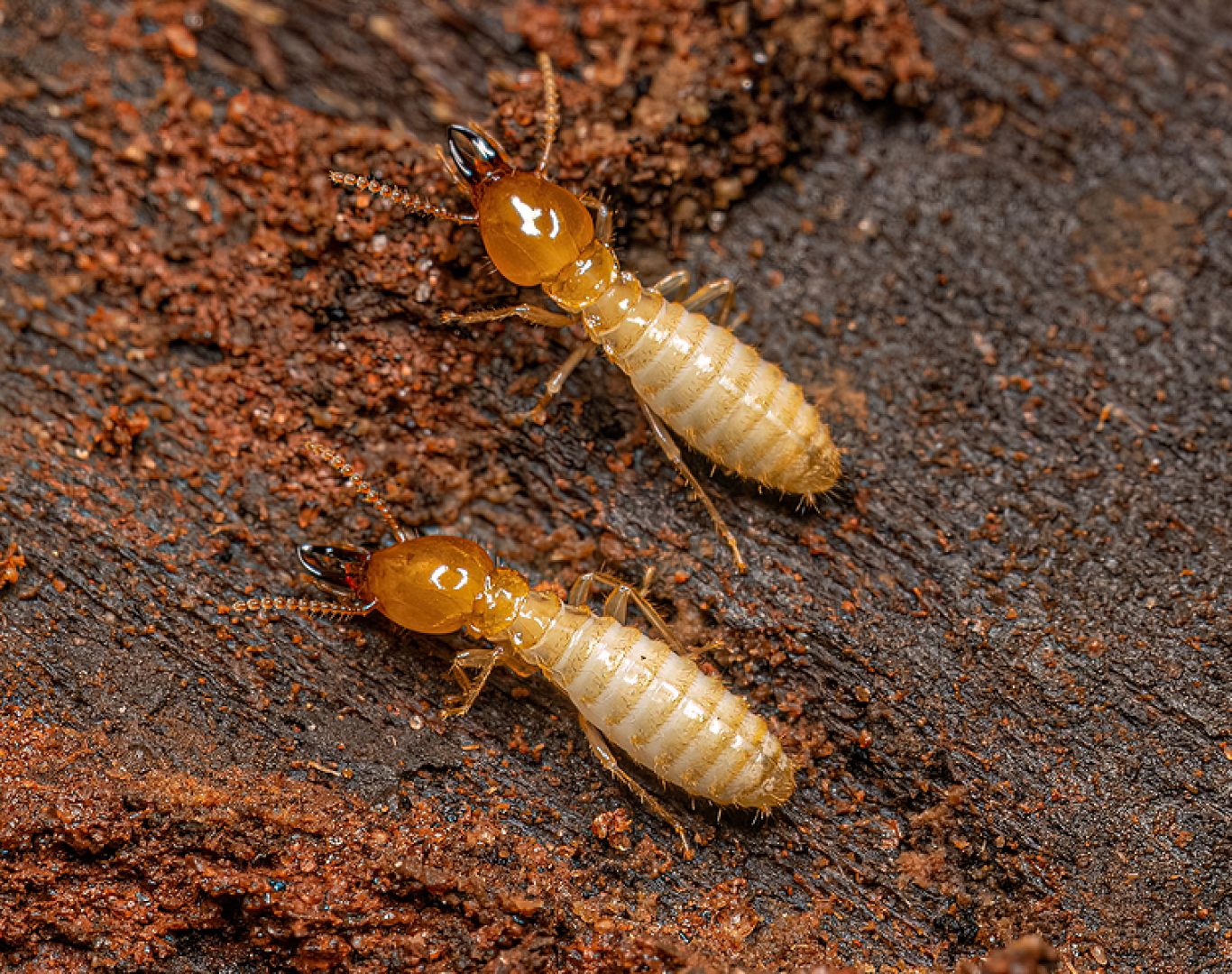 Termite extermination team in Waynesboro, VA near me.